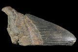 Real Fossil Megalodon Partial Tooth - 3-4" - Photo 2